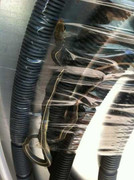 Phát hoảng vì mua máy giặt, 'tặng' thêm rắn