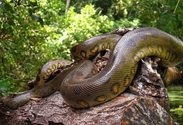 Cùng PV Phạm Ngọc Dương đi tìm rắn khổng lồ miền Tây