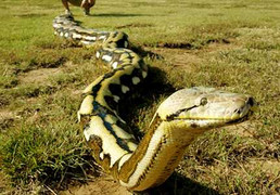 Cú đánh trời giáng và quyền cước chém đầu rắn khổng lồ