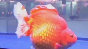 Cá vàng độc nhất vô nhị, nặng gần... 2kg