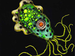 Người viêm xoang dễ mắc amip ăn não