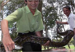 Chuyện giáp mặt rắn hổ mây khổng lồ ở Thất Sơn