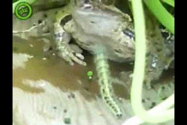 Chết vì tỏ ra nguy hiểm