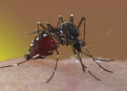 Xuất hiện muỗi hổ châu Á nguy hiểm