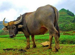 'Trâu điên' tấn công, hai người nhập viện