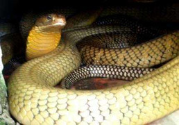 Lão kỳ nhân cả đời sống giữa bầy rắn khổng lồ