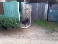 Chó giữ cửa cực chuyên nghiệp