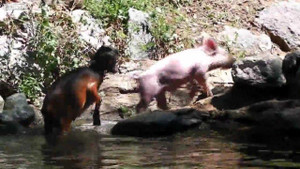 Bất ngờ với clip heo con cứu dê suýt chết đuối