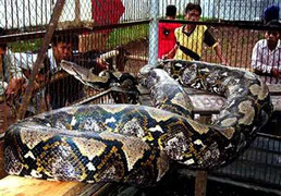 Choáng với những con rắn lớn nhất thế giới