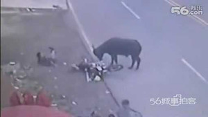 Trâu lao hung hăng trên phố, húc người đi đường