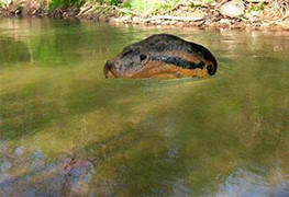 Hổ mây khổng lồ ở U Minh hay chuyện của bác Ba Phi?