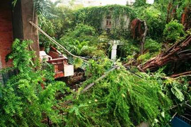 TP.HCM: Cây si bật gốc, đè bẹp quán cà phê