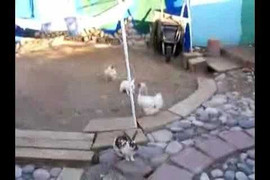 'Cảnh sát' gà hùng hổ giương oai