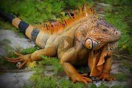 Thú chơi lạ của thanh niên HN: Nuôi 'tiểu khủng long'