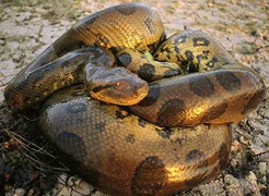 Kiểm lâm rừng U Minh Hạ giáp mặt rắn khổng lồ