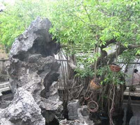 Cây sanh 'thế lạ' giá 14 tỷ đồng