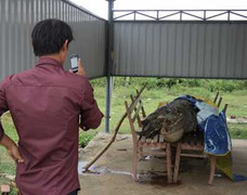 Cá sấu thuộc Sách đỏ chết nổi trên mặt hồ