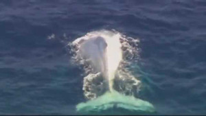 Phát hiện cá voi lưng gù bạch tạng hiếm ở Australia