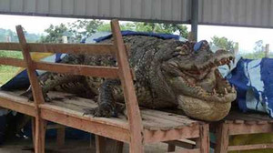 Giải phẫu cá sấu Xiêm