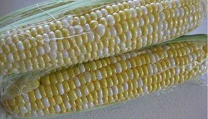 Thuốc điều trị bệnh di truyền hiếm gặp từ cây ngô