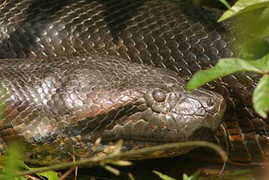 Kiểm lâm đòi bỏ chốt vì sợ rắn khổng lồ tấn công