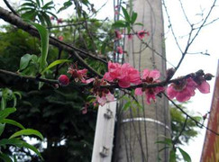 Chuyện lạ: Đào nở rực rỡ giữa mùa thu