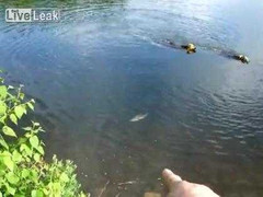 Chú chó thông minh bơi dưới nước bắt cá