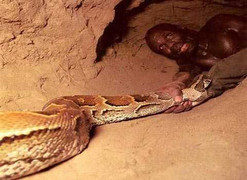 Hãi hùng cảnh chui xuống lòng đất tóm mãng xà khổng lồ