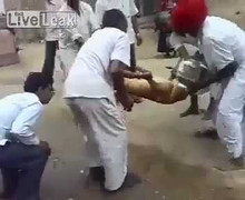 Giải cứu chú chó mắc kẹt đầu trong... nồi