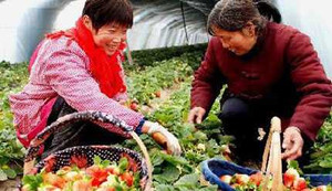 Thực phẩm Trung Quốc khiến 11.200 trẻ em Đức ngộ độc