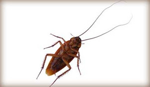 Thi ăn gián, người đoạt giải tử vong