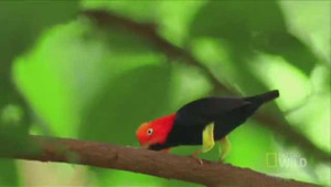 Chim nhảy giật lùi như Michael Jackson