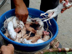 Chuyện săn chuột vui như hội