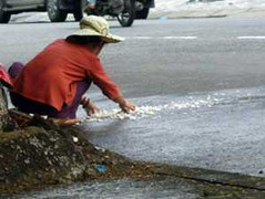 Kinh hãi hốt cơm đổ giữa đường bán cho khách