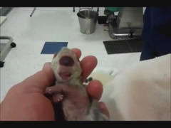 Chú mèo chỉ có 1 mắt