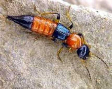 Kiến ba khoang 'tấn công' ở HN: Độc gấp 15 lần rắn hổ