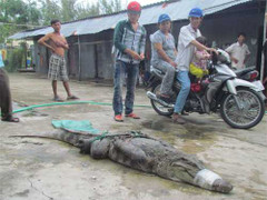 Vây bắt hàng trăm con cá sấu xổng chuồng