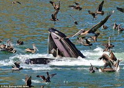 Ảnh ấn tượng: Cá voi xanh khổng lồ đớp bồ nông