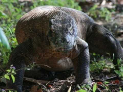 Indonesia: Rồng Komodo lại tấn công người