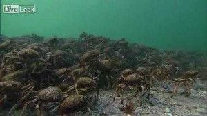 Hàng ngàn con cua nhện bị cá đuối 'lùa'