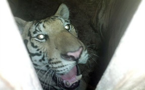 Sửng sốt nuôi nhốt hổ như nuôi lợn