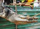 Cá sấu xổng chuồng: Còn một con lượn lờ đớp mồi