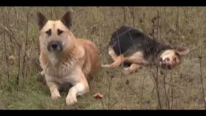 Chú chó ở bên xác bạn một tuần không rời