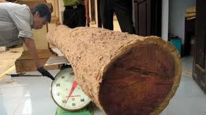 Rộ tin đồn cây sưa hơn 30 tỷ đồng bị đốn hạ