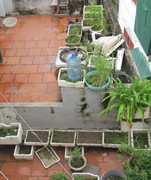 Dân phố đua nhau trồng rau trên sân thượng