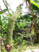 Buồng chuối 'khủng' hơn 200 nải ở Nghệ An