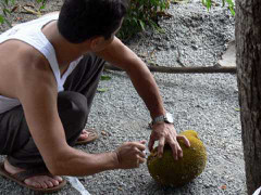 Tận mắt xem nông dân ép trái cây chín nhanh