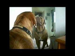 Clip động vật soi gương cực hài hước