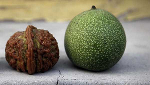 Quả óc chó gây sốt người dùng Singapore