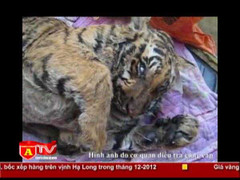 Phát hiện đường dây buôn bán, vận chuyển hổ liên tỉnh